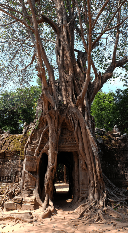 photo arbre temple ta som