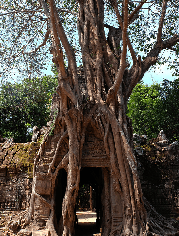 photo arbre temple ta som