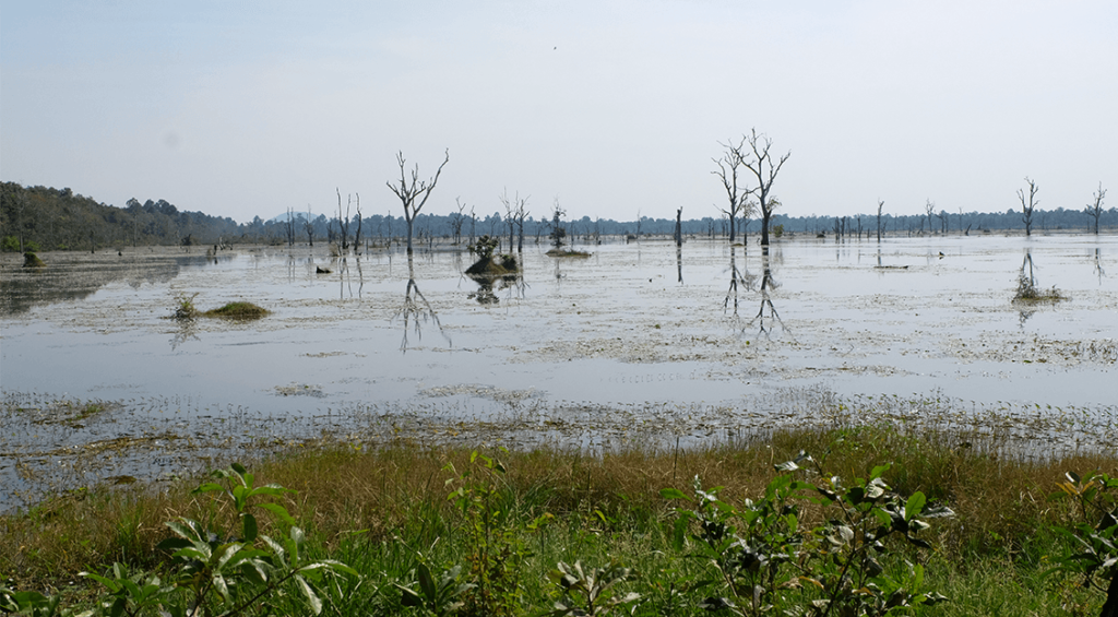 photo lac et arbres angkor 