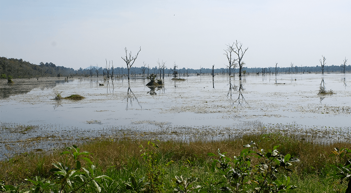 photo lac et arbres angkor