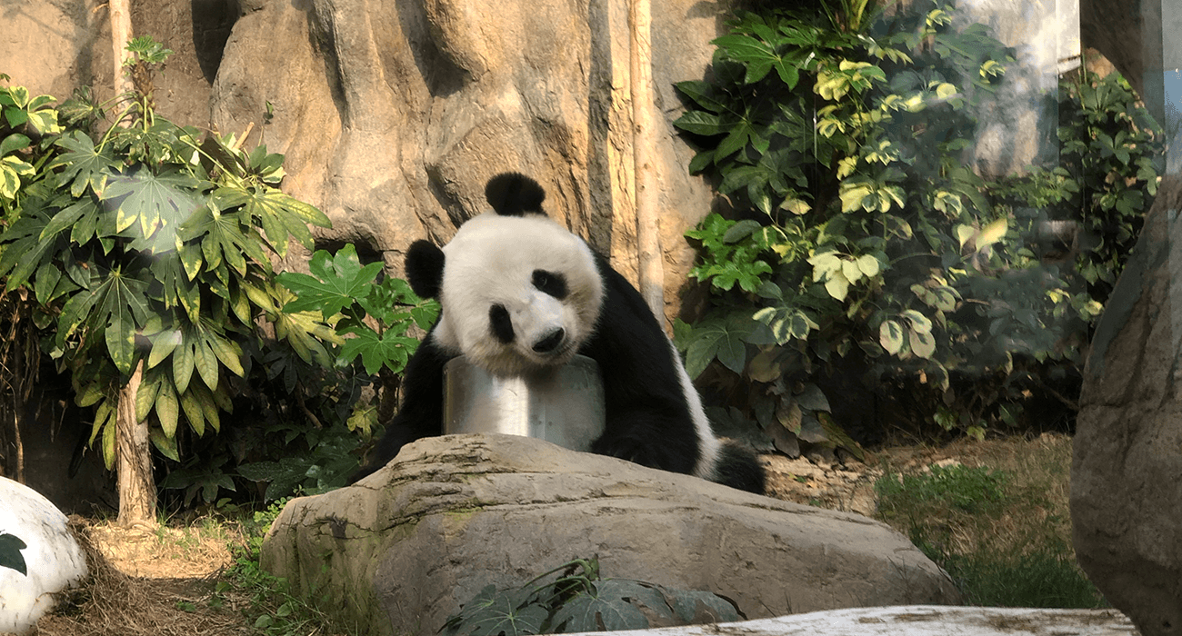 Photo Panda à Ocean Park