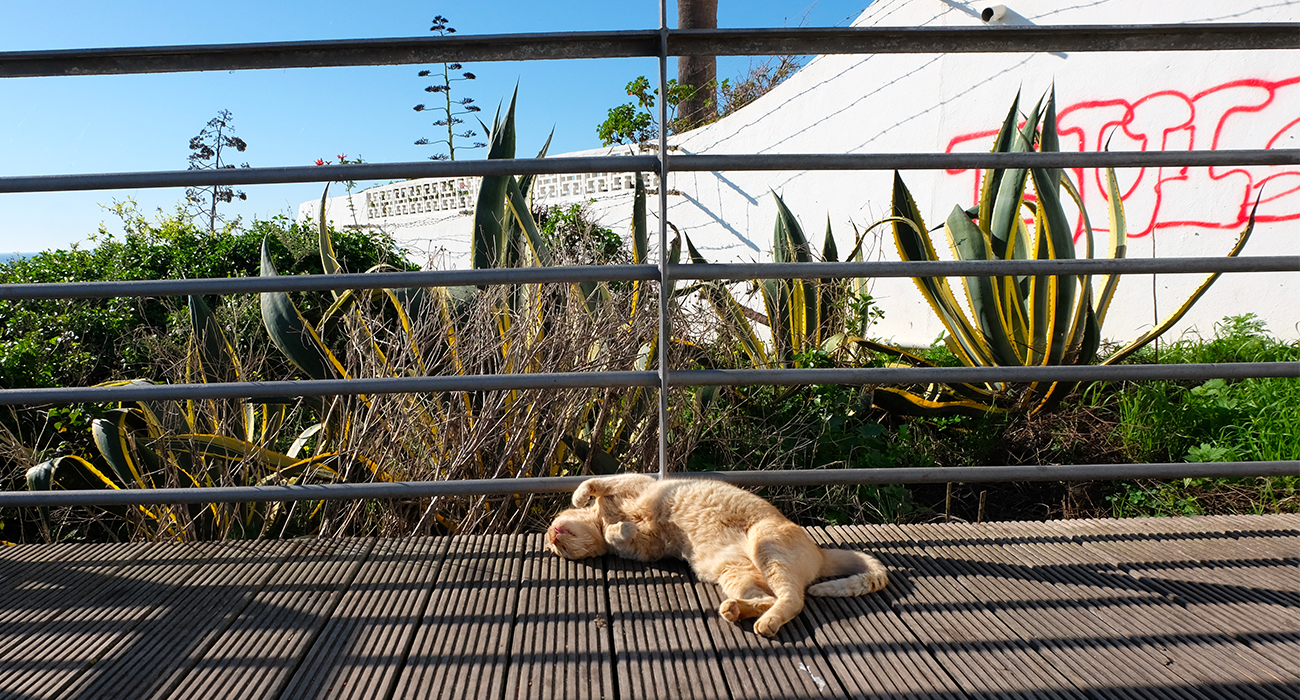 Photo d'un chat dormant au soleil 