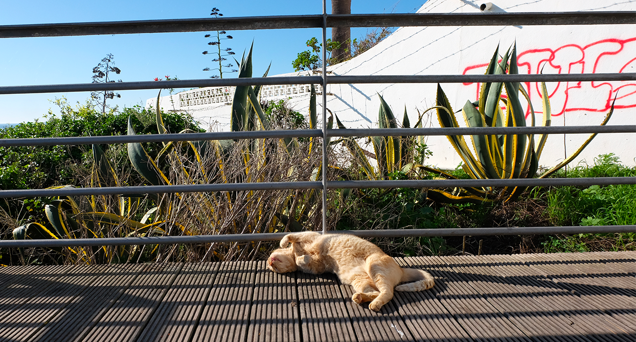 Photo d'un chat dormant au soleil