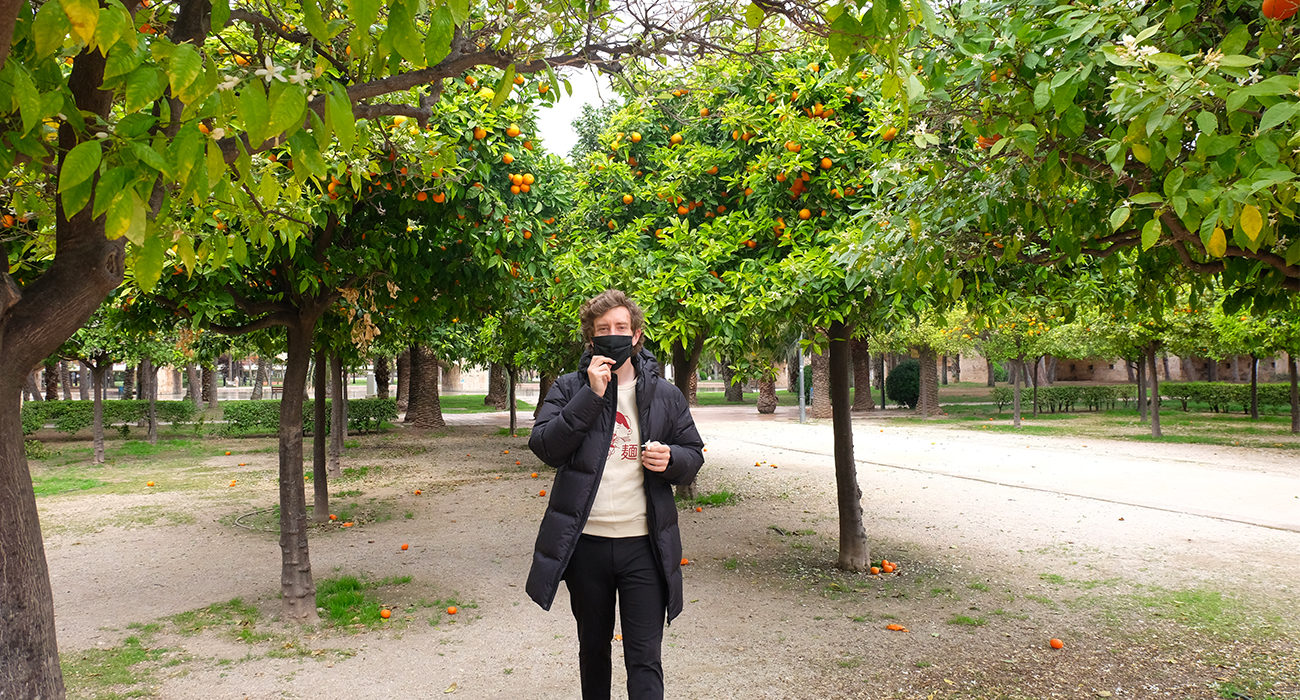 Photo des orangers dans le parc de Turia